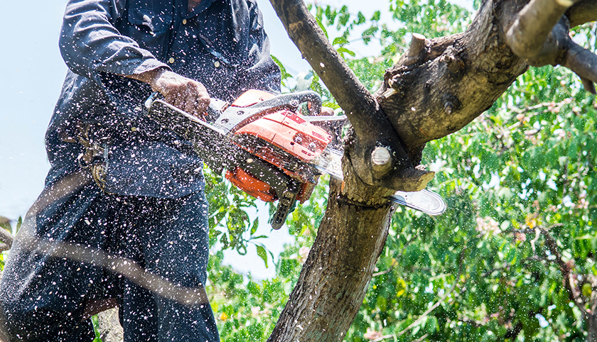 Tree Trimming